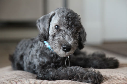 cachorro de Bedlington Terrier