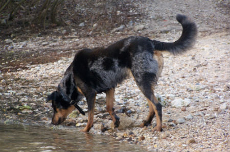 Beauceron arlequin