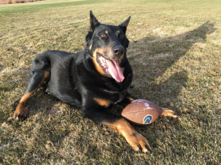 adiestramiento del Beauceron