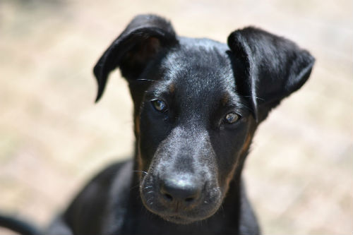 cachorro de beauceron