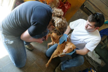 colaborar con las actividades de la protectora de animales