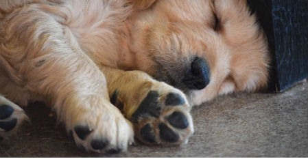 almohadillas de las patas