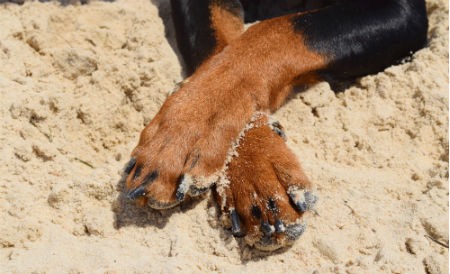 cuidados patas de perro