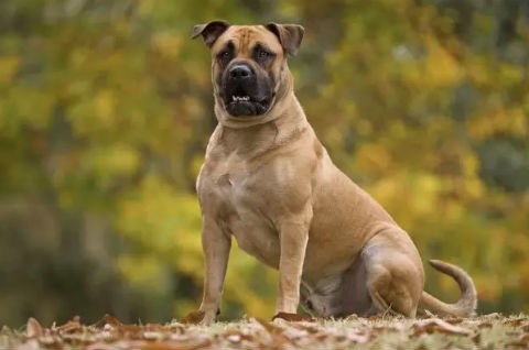 mastiff mallorquin