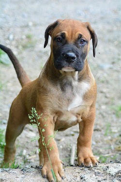 cachorro dogo mallorquin