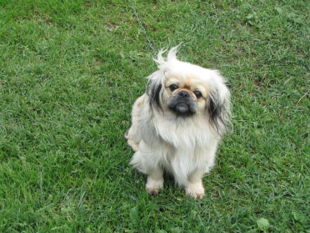 adiestramiento del Pekines