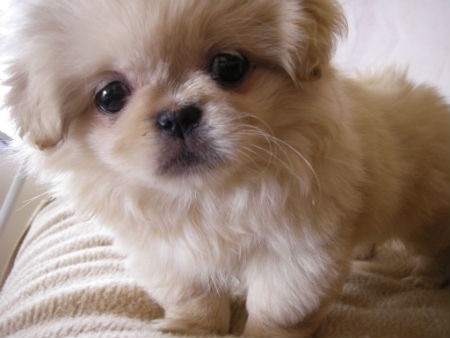 cachorro Pekines