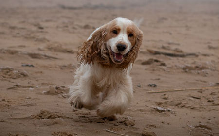 raza cocker spaniel