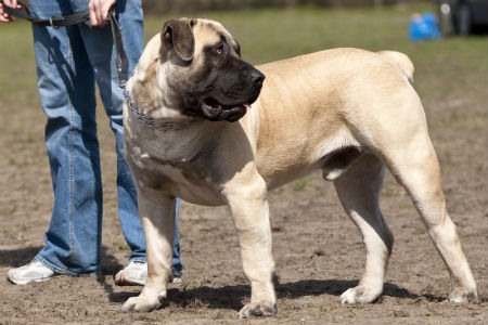 adiestrar Boerboel