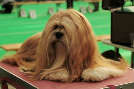 cepillar Lhasa Apso