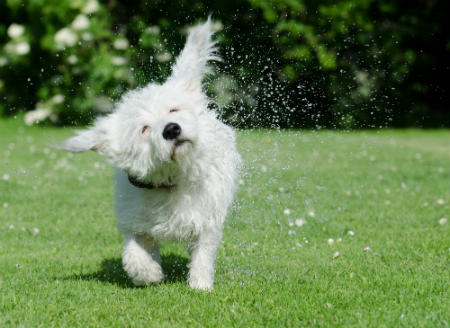 cuidados del Coton de Tulear