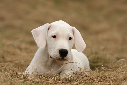 cachorro dogo argentino