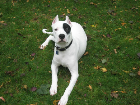 raza de perro de presa argentina