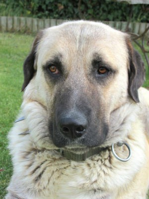 comportamiento del kangal