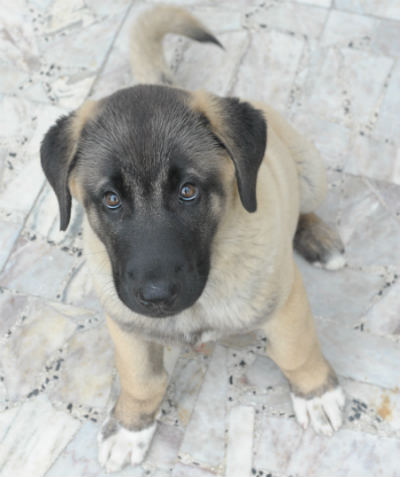 cachorro de kangal