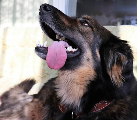 enfermedad canina sistema respiratorio