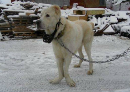 enfermedad asociada a la genetica canina