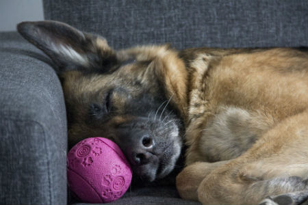 horas que duerme un perro