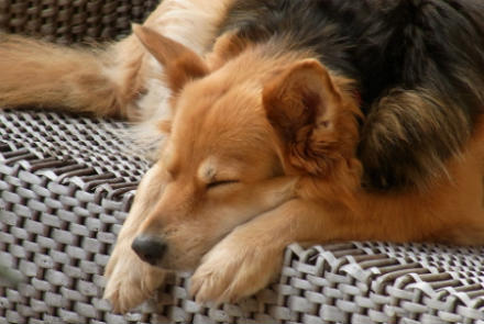 perro duerme todo el dia