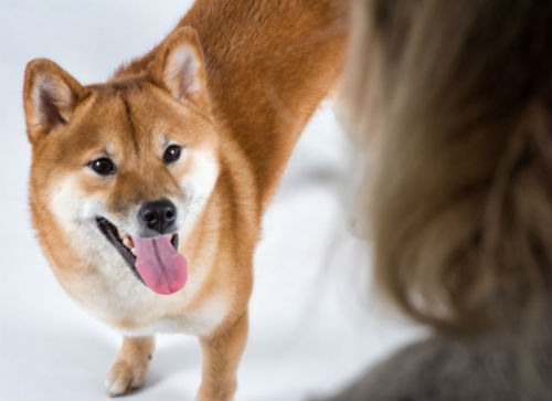 el perro es un animal social