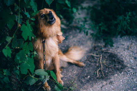 perro avisa de terremoto