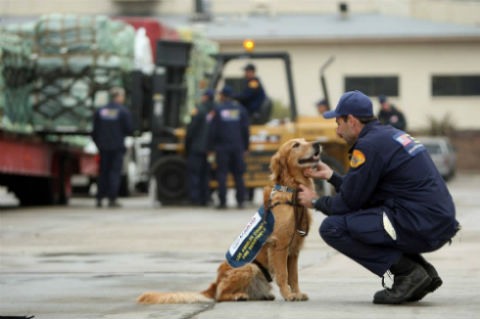 perros ayudan a prevenir terremotos