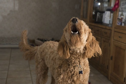 perros perciben terremotos