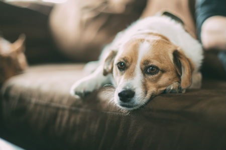 hipotiroidismo en los perros