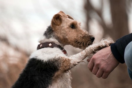 epilepsia en animales