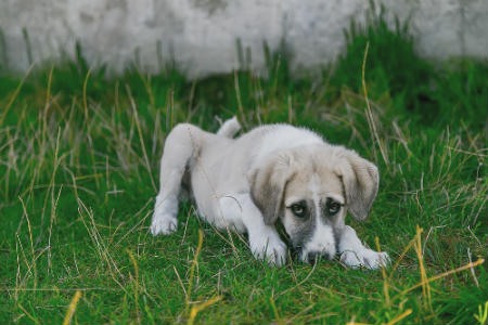 anemia en perros