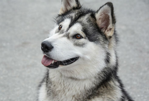 Comportamiento Alaskan Malamute