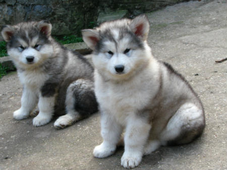 cachorros Alaskan malamute