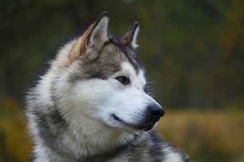 raza alaskan