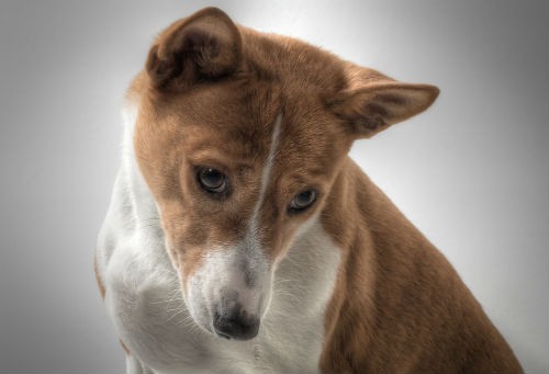 adoptar un perro basenji