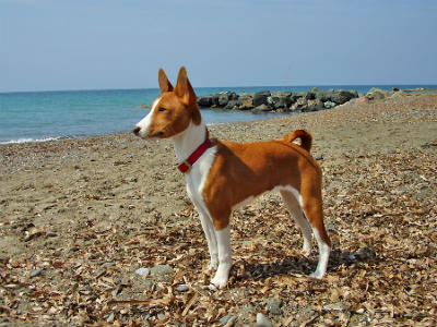 Caracteristicas del basenji