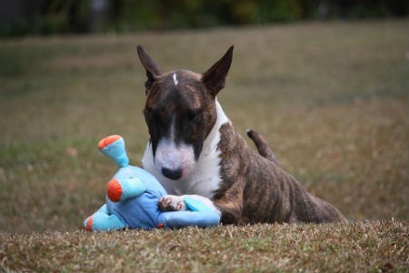 raza Bull Terrier