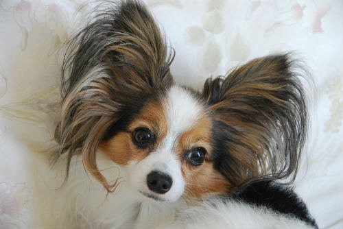 raza papillon