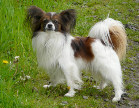 perro papillon