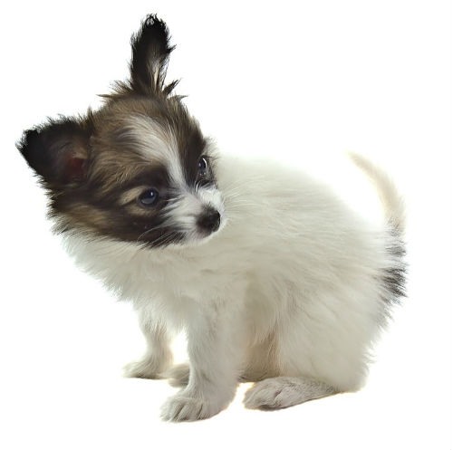 cachorro de papillon