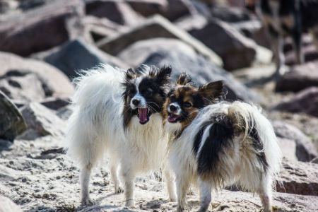 adiestrar perro papillon