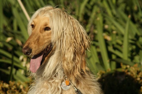 afghan hound