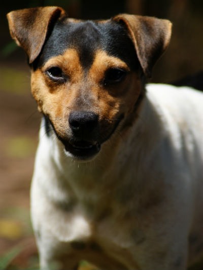 terrier de brasil