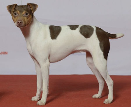 raza terrier de brasil