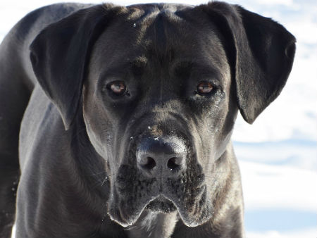 adiestrar cane corso