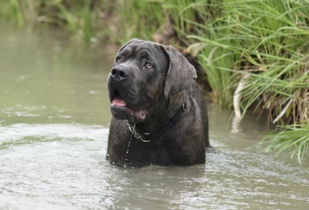 perro cane corso italiano