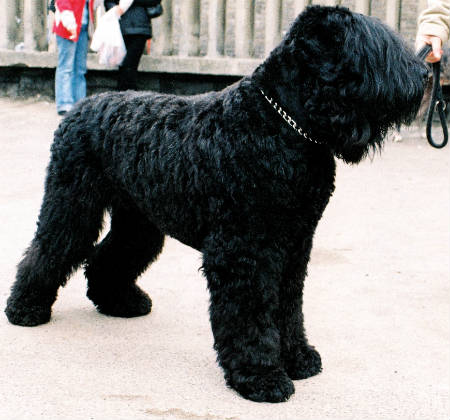 Black Russian Terrier