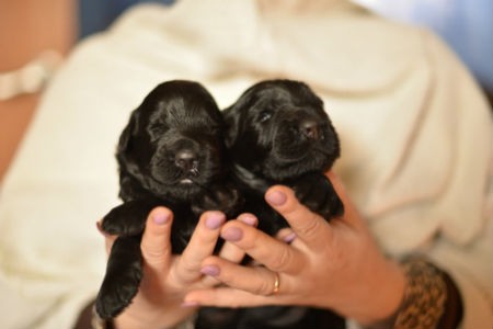 cachorros terrier negro ruso