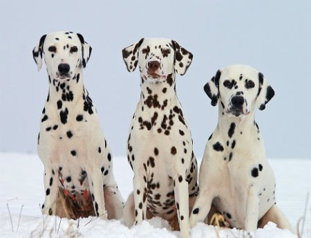 cachorros de dalmata