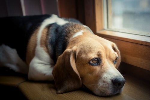 enfermedades mala alimentacion canina