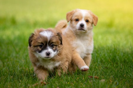 calcio en cachorros